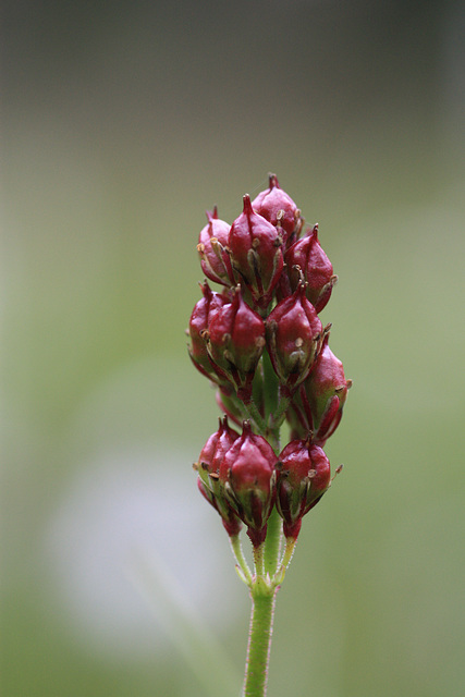 Seed Capsules of the Western False Asphodel