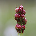 Seed Capsules of the Western False Asphodel