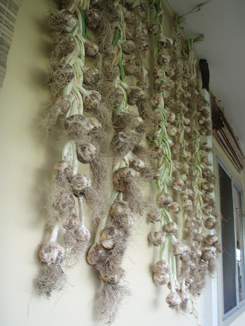 garlic harvest