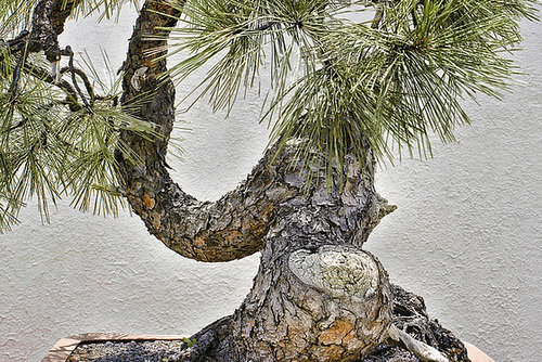 The Other Side of the Ponderosa Pine – National Arboretum, Washington DC
