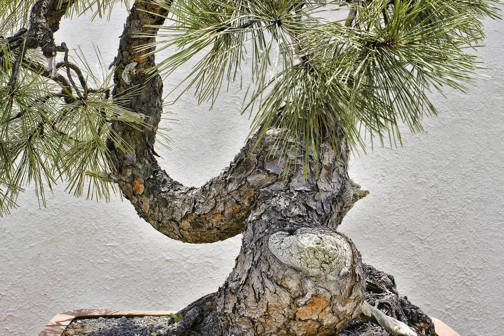 The Other Side of the Ponderosa Pine – National Arboretum, Washington DC