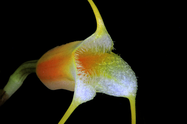 Masdevallia sotoana 'Edward'