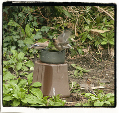 Waxwing in Garden 2