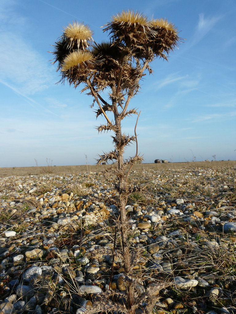 Dungeness Trip 17