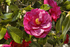 Japanese Camellia – National Arboretum, Washington D.C.