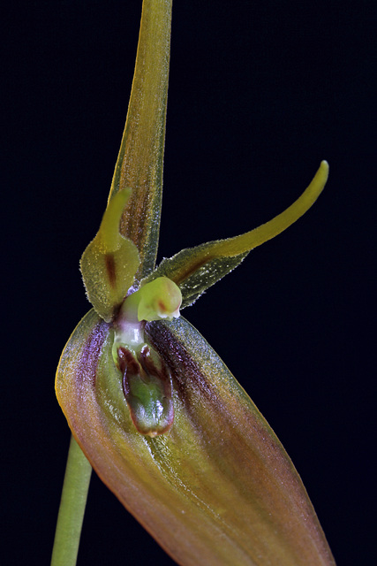 Barbosella cucullata