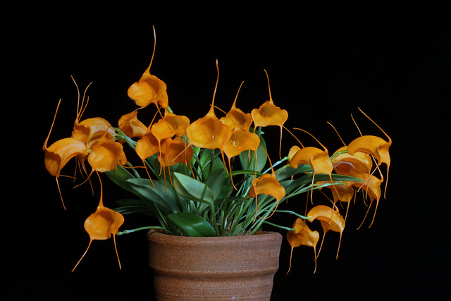 Masdevallia hirtzii