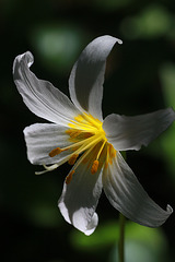 Erythronium montanum