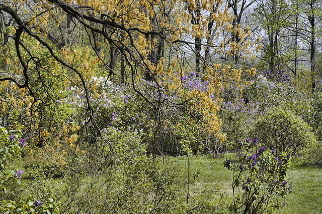 A Bower of Lilacs – National Arboretum, Washington D.C.