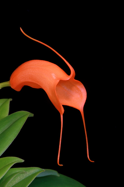 Masdevallia hirtzii