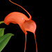 Masdevallia hirtzii