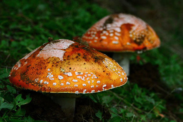 Fly Agaric (Amanita muscaria)