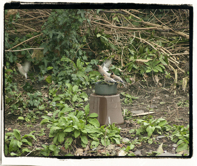 Waxwing in Garden 4