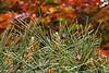 Red Means "Stop" and Green Means "Go" – National Arboretum, Washington DC