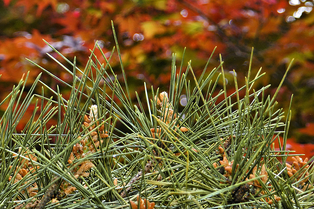 Red Means "Stop" and Green Means "Go" – National Arboretum, Washington DC