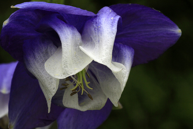 Columbine