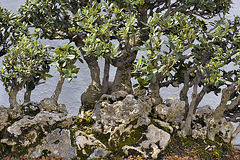 Bonsai European Olive Trees – National Arboretum, Washington D.C.