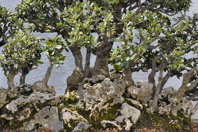 Bonsai European Olive Trees – National Arboretum, Washington D.C.