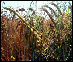 Cereal field Henridorff Moselle