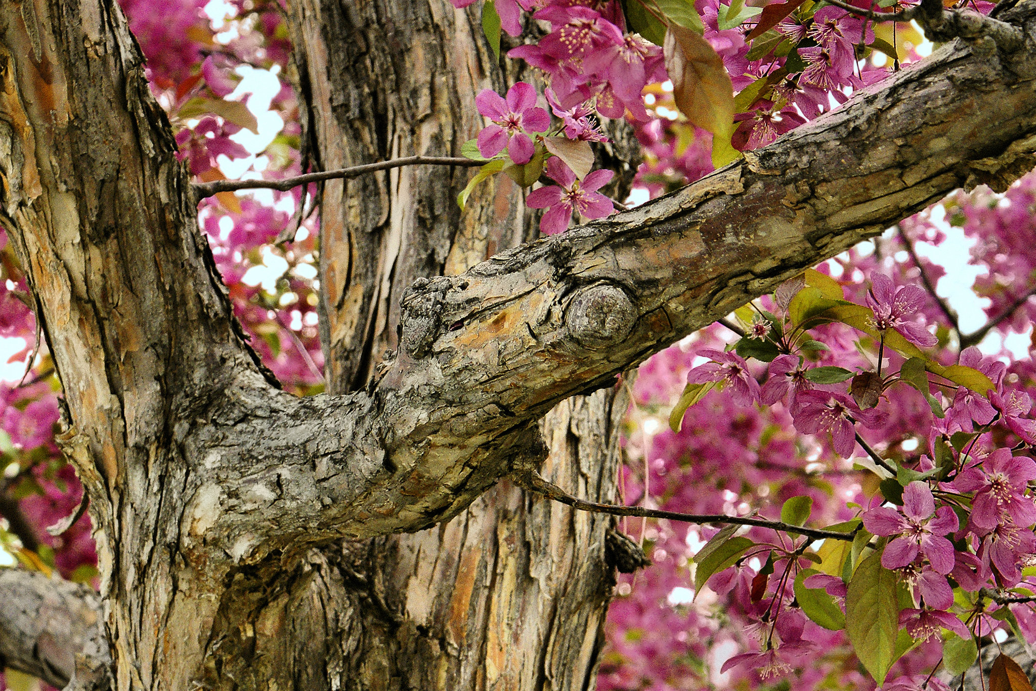 Beneath the Bough – Botanic Gardens, Denver, Colorado