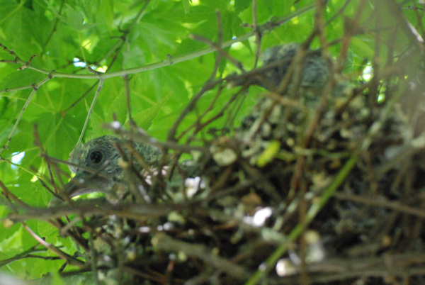 Two chicks