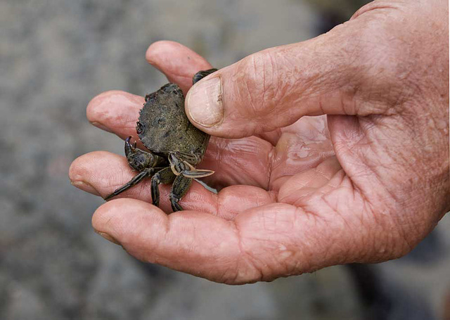 swimming crab