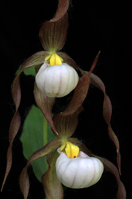 Mountain Lady's Slipper