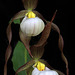 Mountain Lady's Slipper