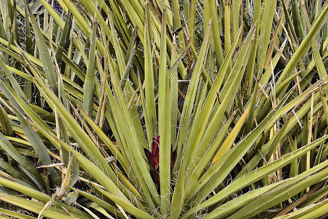 Banana Yucca – Botanic Gardens, Denver, Colorado