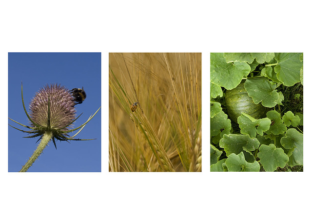 summer triptych