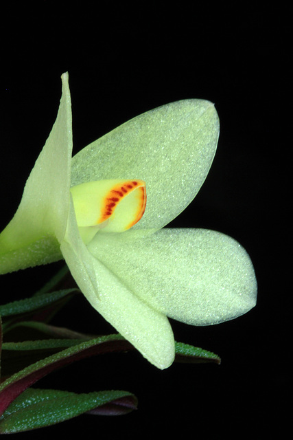 Dendrobium Gina Perlite 'Crystal White'