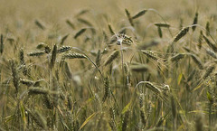 Raindrops on barley