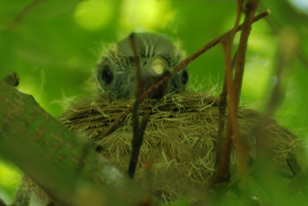 Pigeon chick