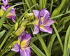 "Lavender Vista" Daylily – National Arboretum, Washington DC