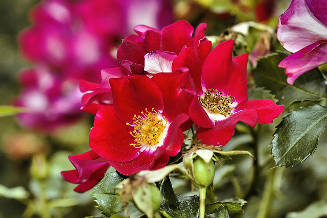 Rosa "Carefree Spirit" – National Arboretum, Washington DC