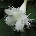 Alsobia dianthiflora (Lace Flower)