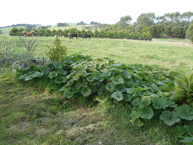 pumpkin patch