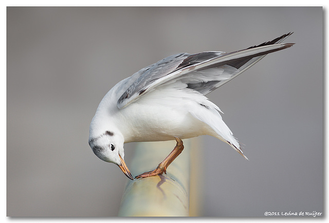 Black-headed Gull (Chroicocephalus ridibundus)