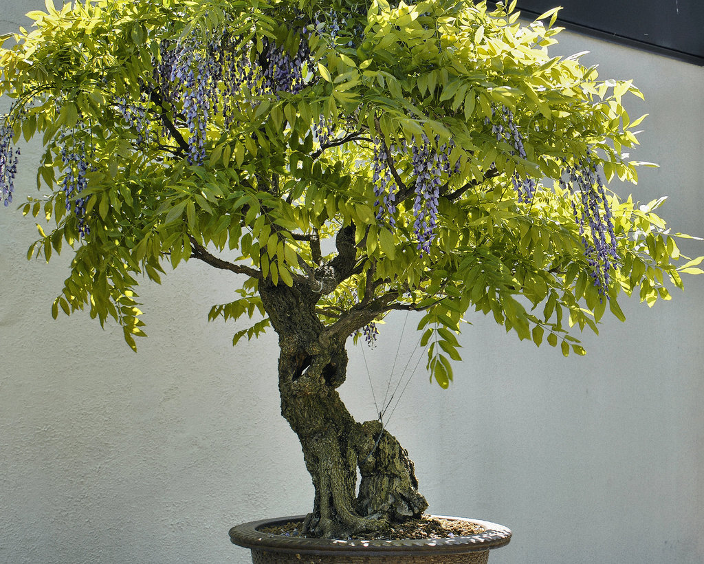 Bonsai Japanese Wisteria – National Arboretum, Washington D.C.