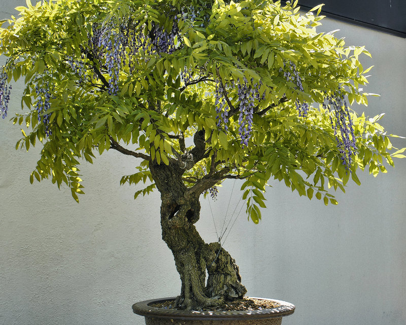 Bonsai Japanese Wisteria – National Arboretum, Washington D.C.