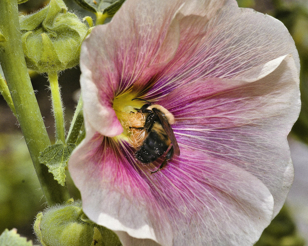 Hollyhock and Company – National Arboretum, Washington DC