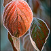 Frosted Leaves 00 20101030
