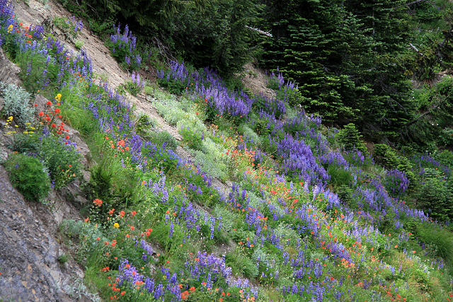 Olympic Flower Garden