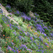 Olympic Flower Garden