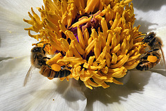 Bees Rampant on a Field Argent Supporting a Peony in Glory – National Arboretum, Washington D.C.