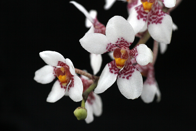 Sarcochilus Southern Cross