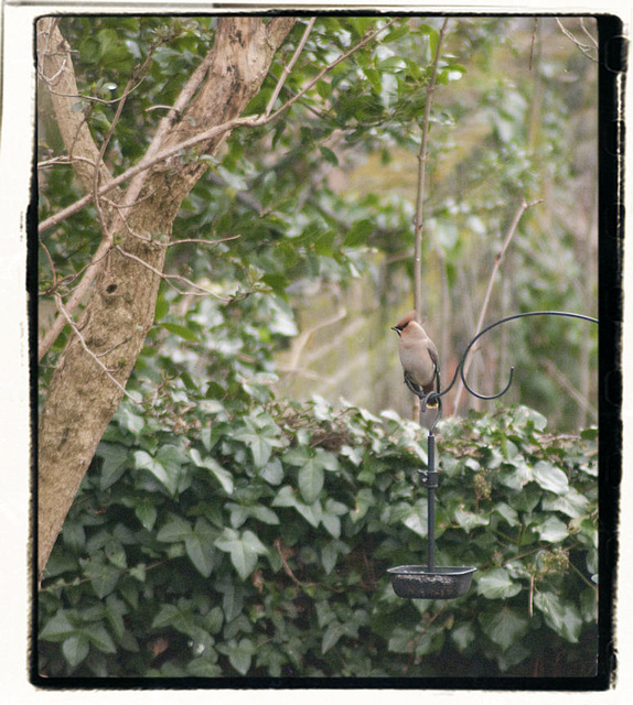 Waxwing in Garden 3