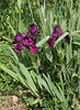 Iris intermédiaire