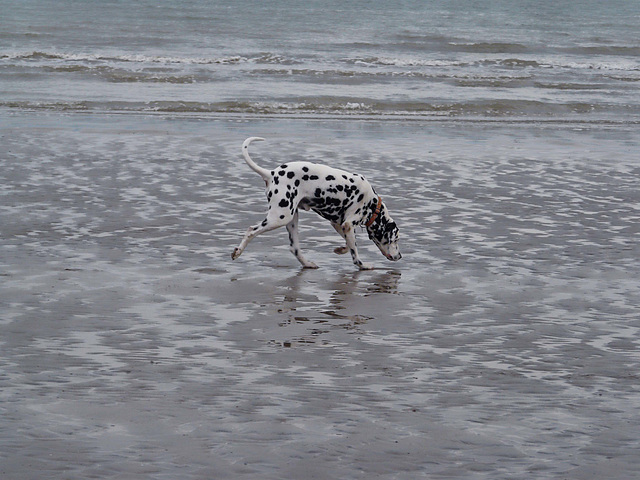 Spotted On Beach