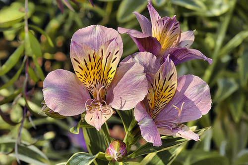 Peruvian Lily – National Arboretum, Washington DC